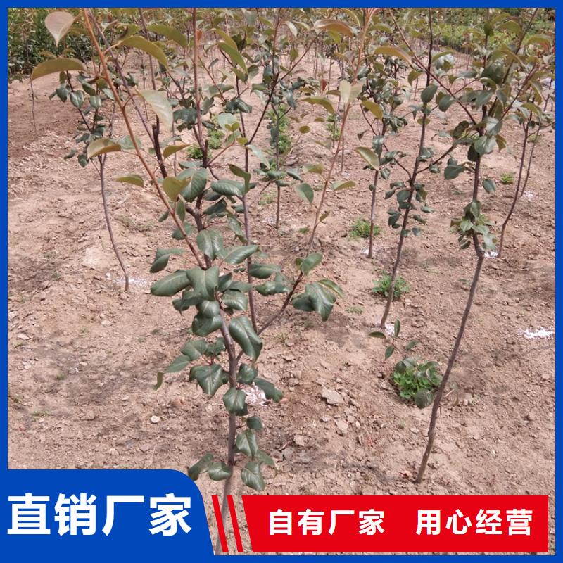 梨树_红颜草莓专业生产团队