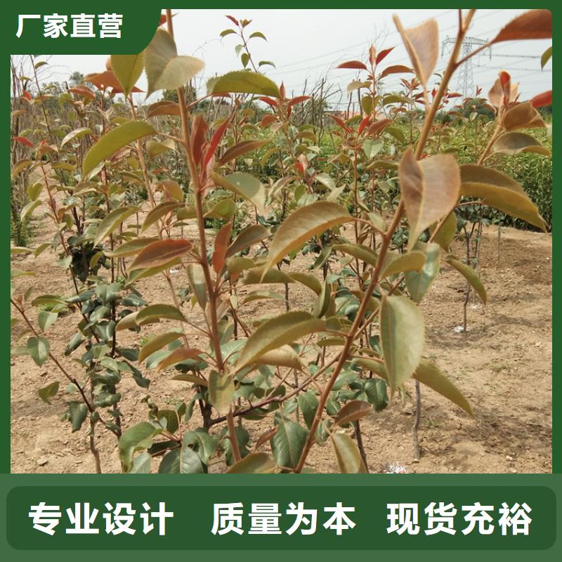 【梨树】梨树苗生产厂家