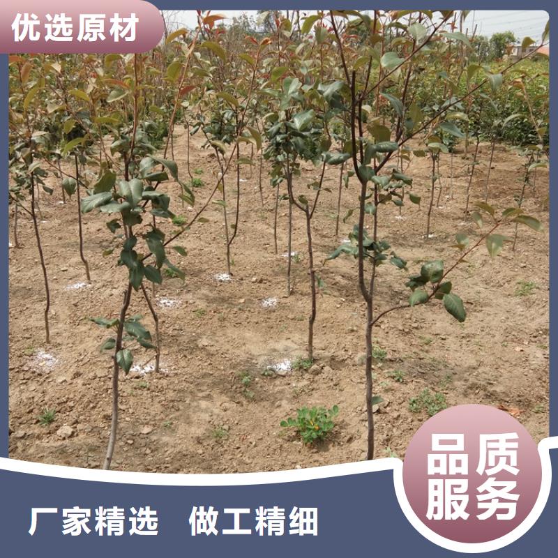 梨树樱桃苗出厂价