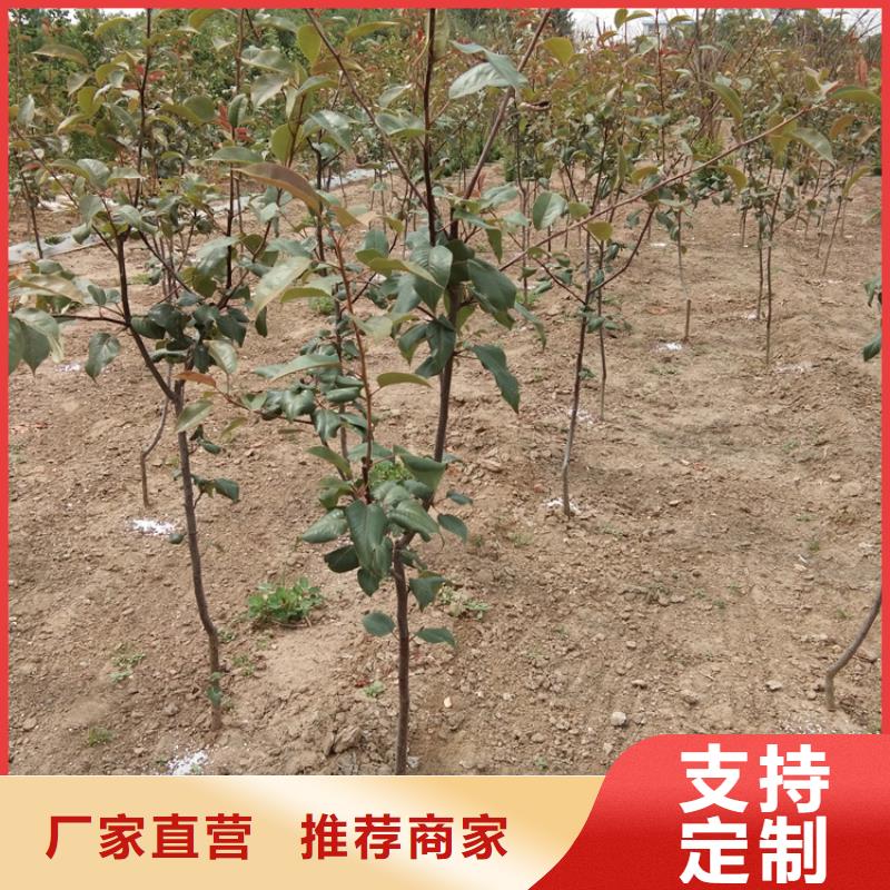 梨树_苹果苗品质可靠