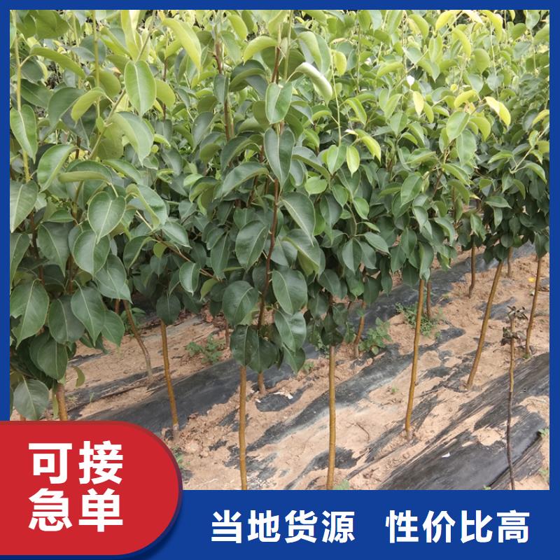 【梨树】-蓝莓苗品质保障售后无忧