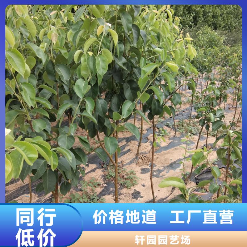 梨树苹果苗专注生产制造多年