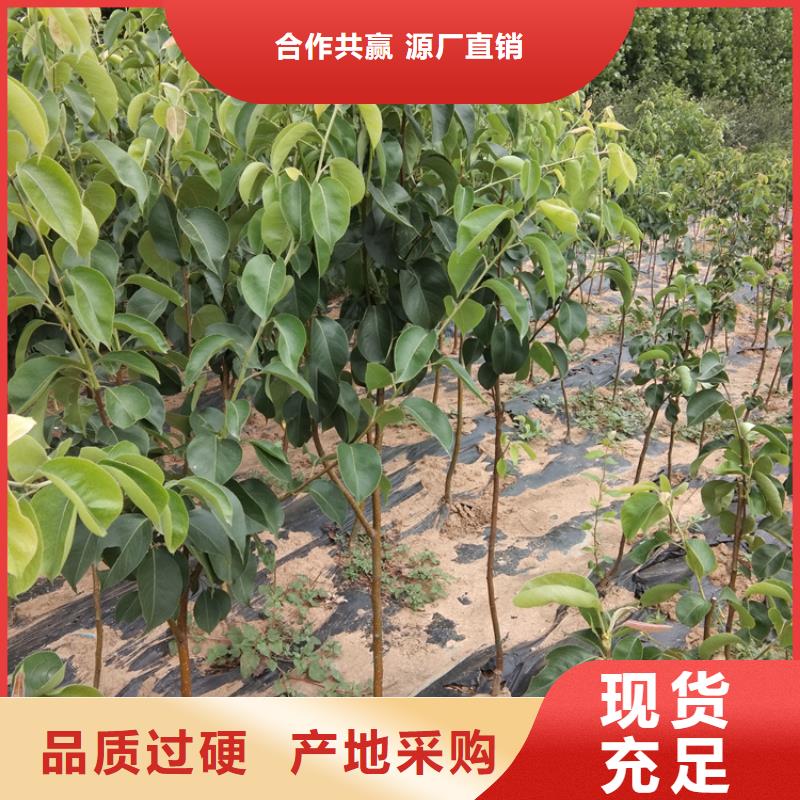 梨树桃树苗定制定做