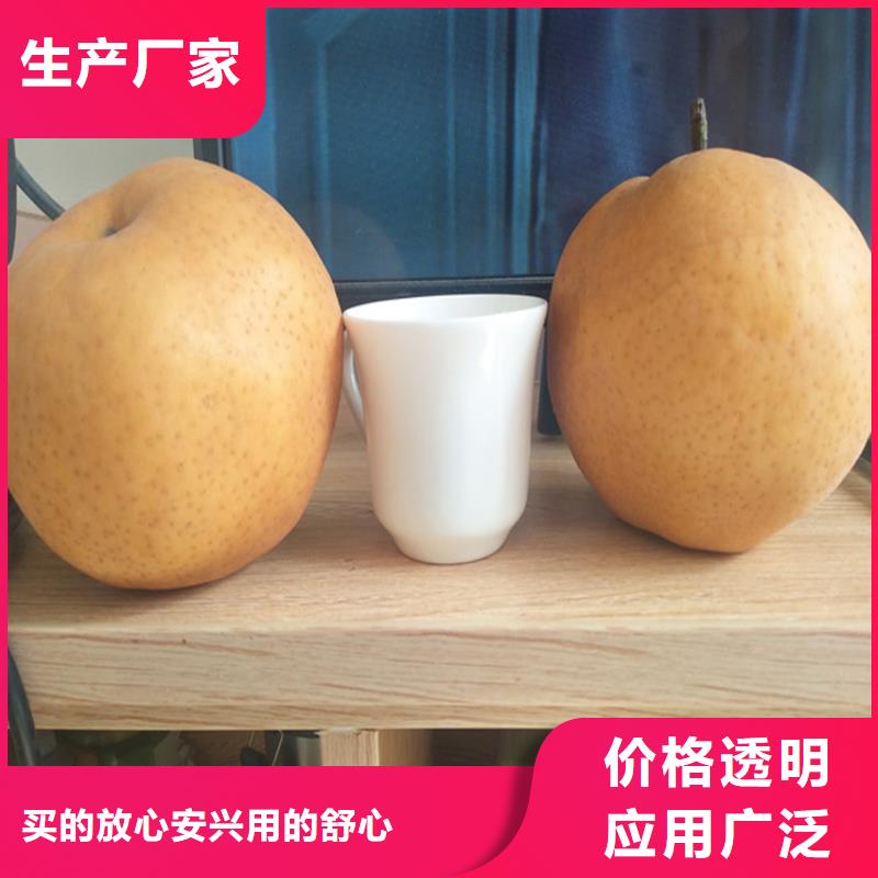 梨树_苹果苗品质可靠