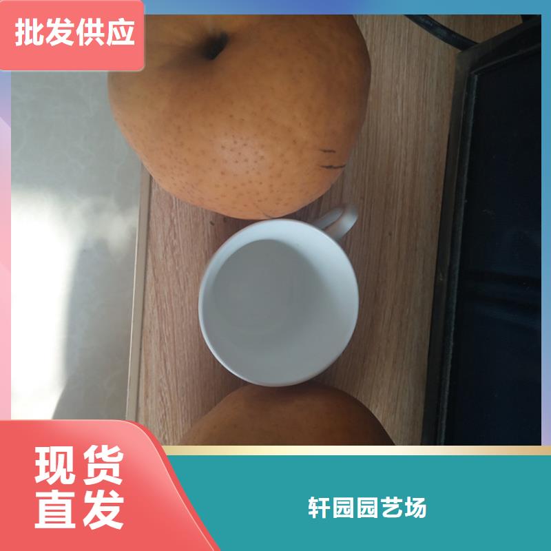梨树无花果苗厂家定制