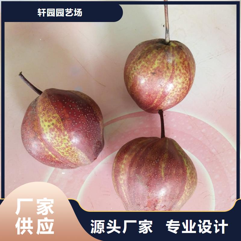 梨树-板栗苗为品质而生产