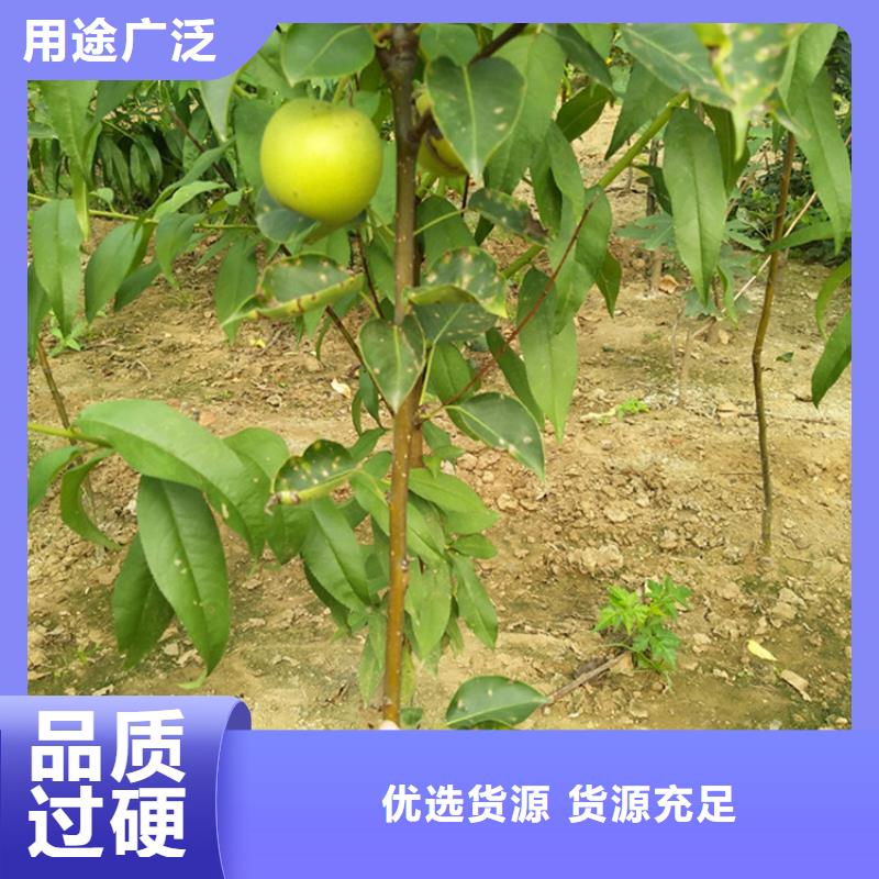 实时报价【梨树】苹果苗源厂定制附近品牌