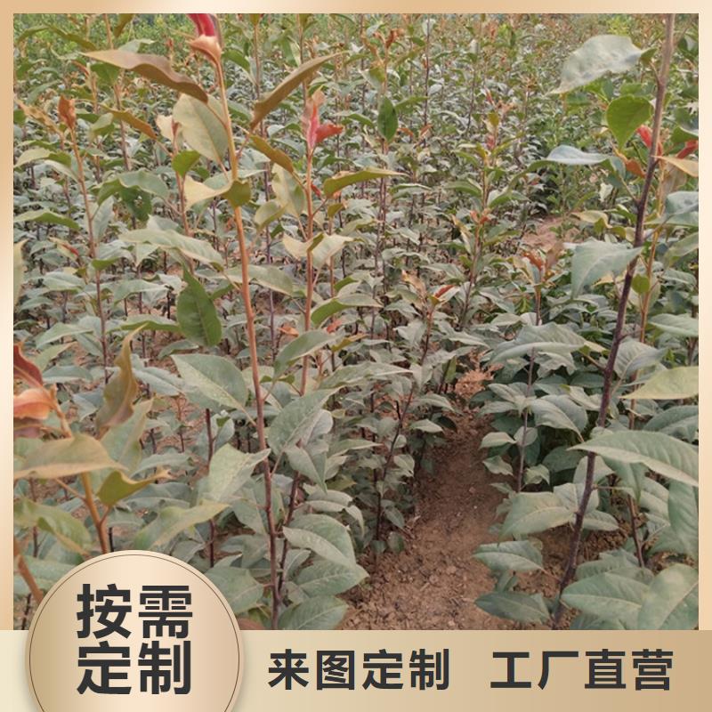【梨树】-蓝莓苗品质保障售后无忧
