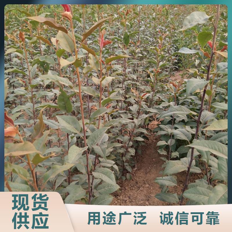 【梨树】苹果苗源厂定制-轩园园艺场(泸州市分公司)