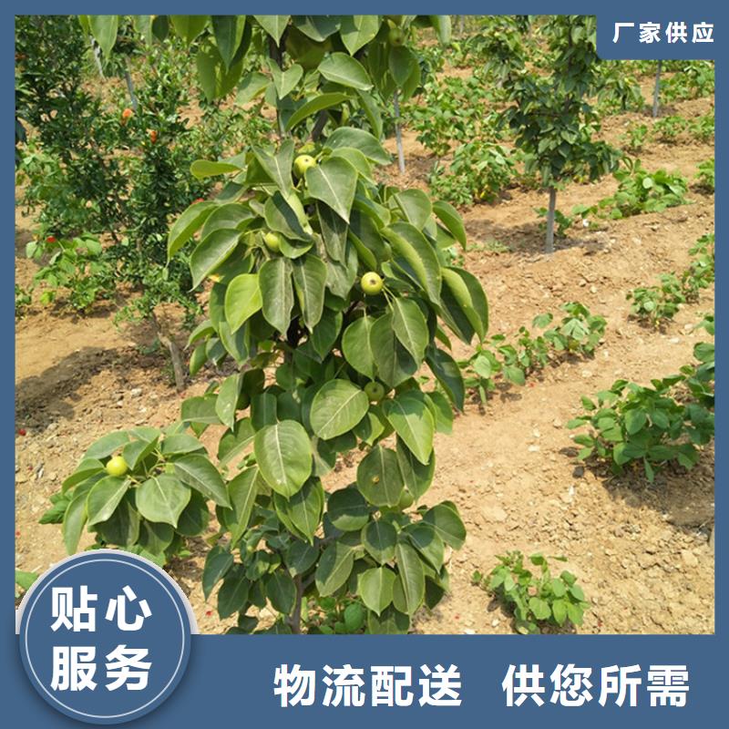轩园梨树苗【梨树】 樱桃苗库存充足39065.com