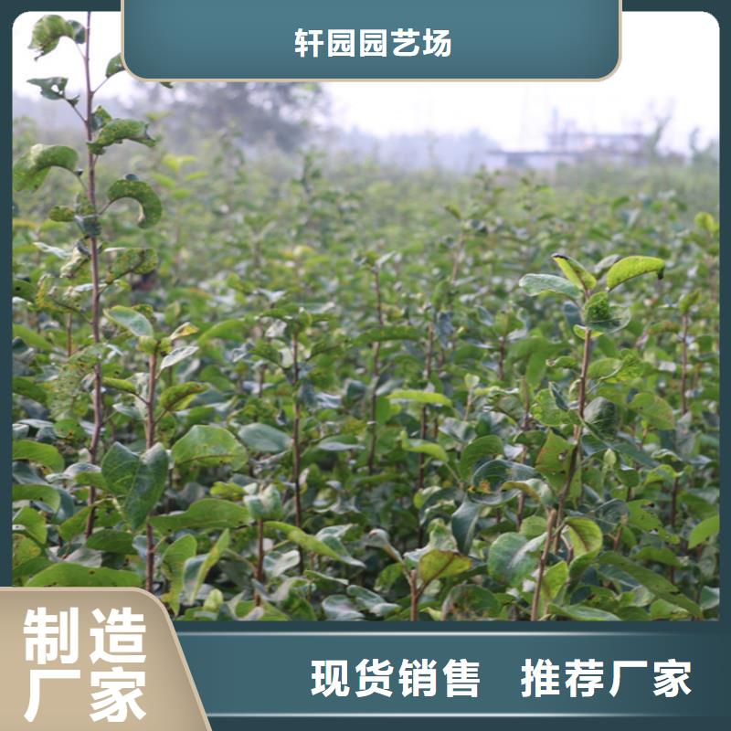 梨树3公分石榴苗支持拿样