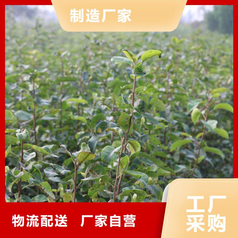 梨树_苹果苗品质可靠