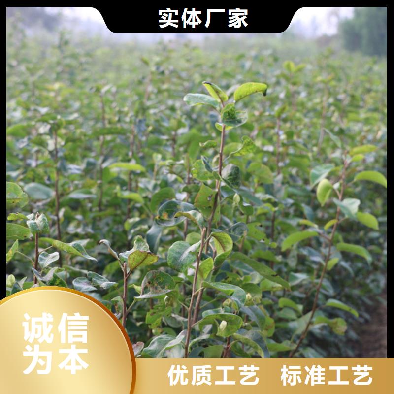 梨树【樱桃苗】生产厂家