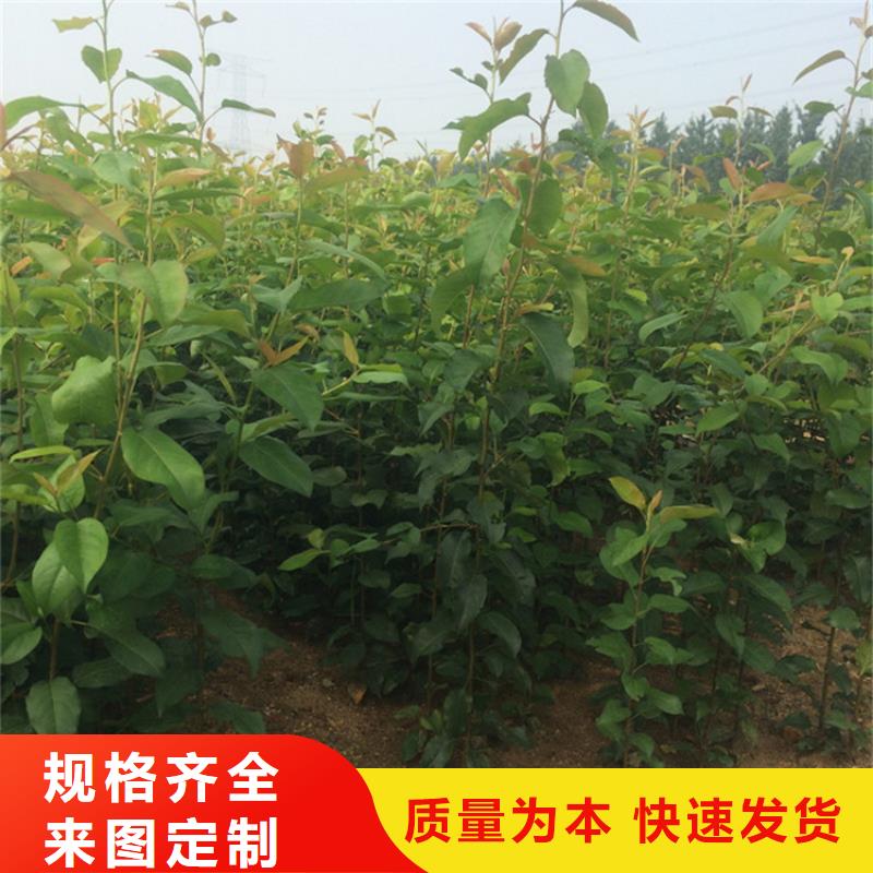 梨树,石榴苗出厂价