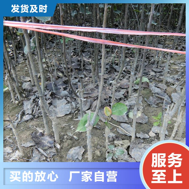 【梨树】-蓝莓苗品质保障售后无忧