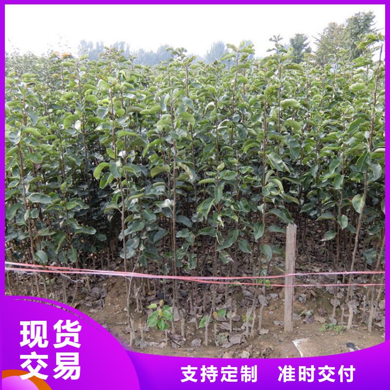 实时报价【梨树】苹果苗源厂定制附近品牌