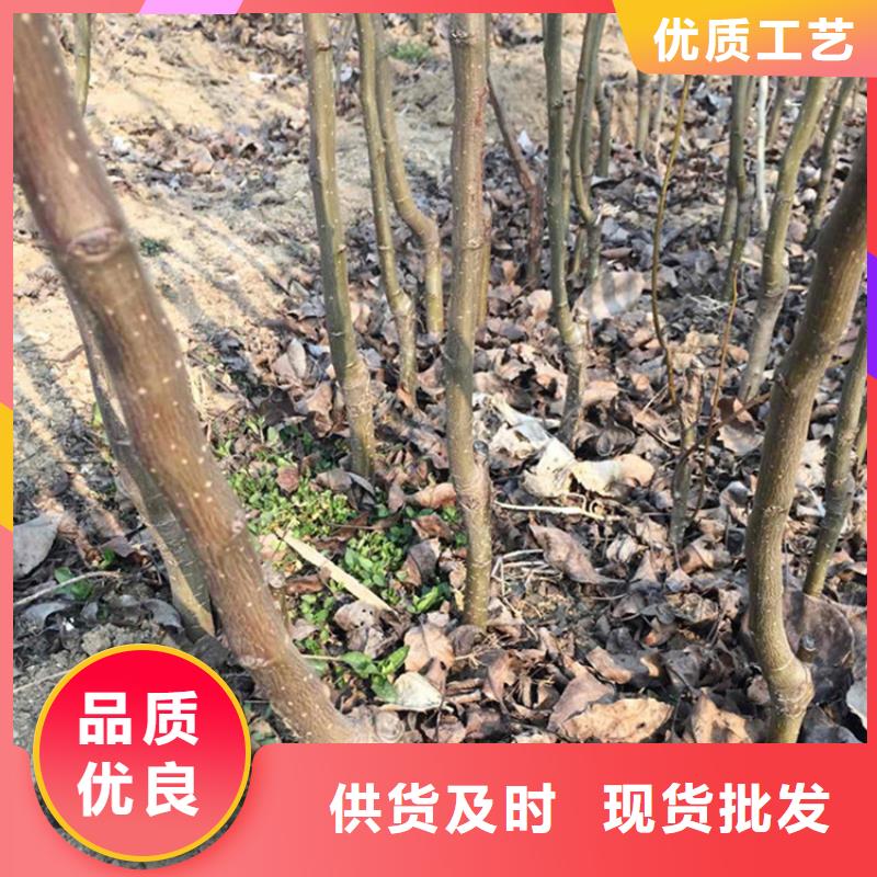 【梨树】梨树苗生产厂家