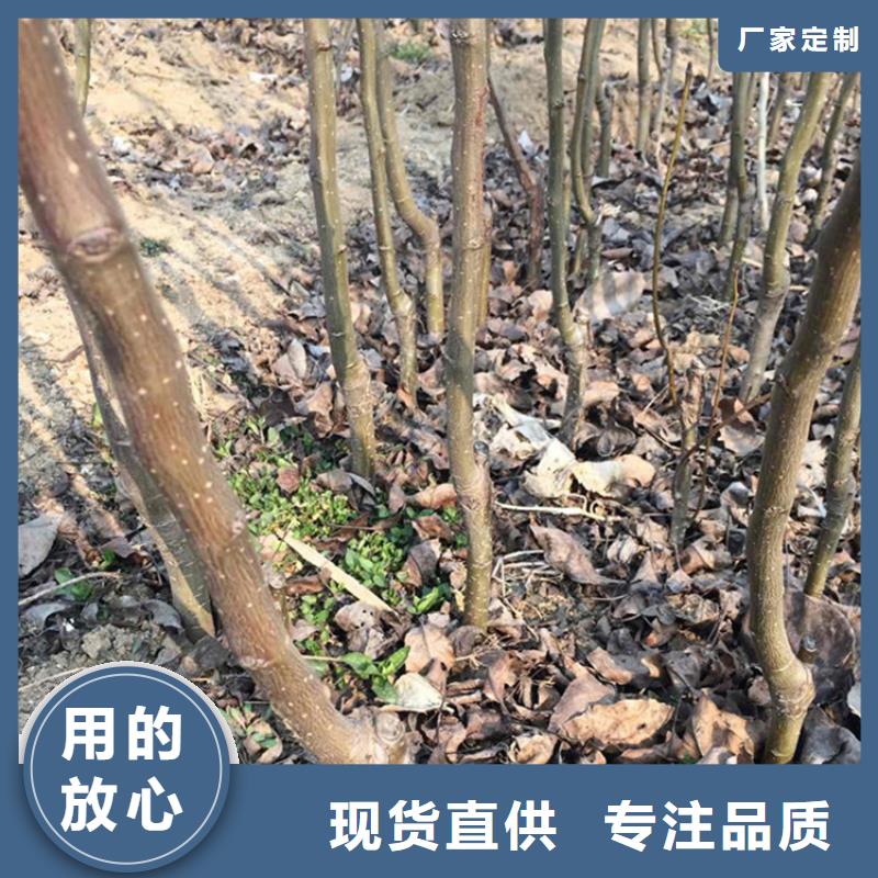 轩园梨树苗【梨树】 樱桃苗库存充足39065.com