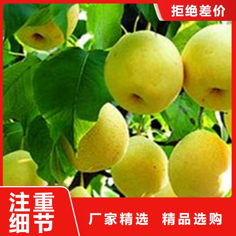 梨树苹果苗从源头保证品质