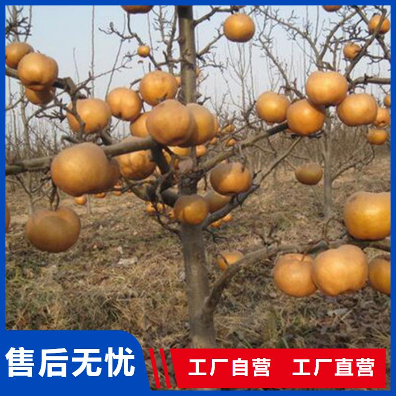 【梨树-苹果苗优良工艺】