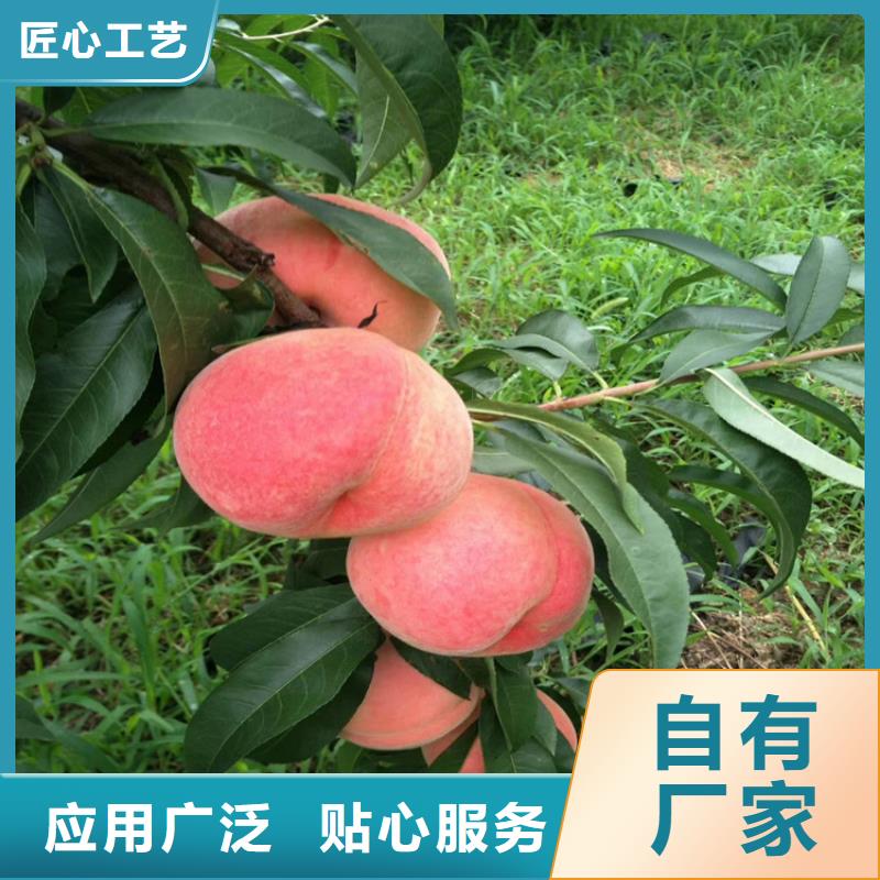 桃花椒苗多年厂家可靠