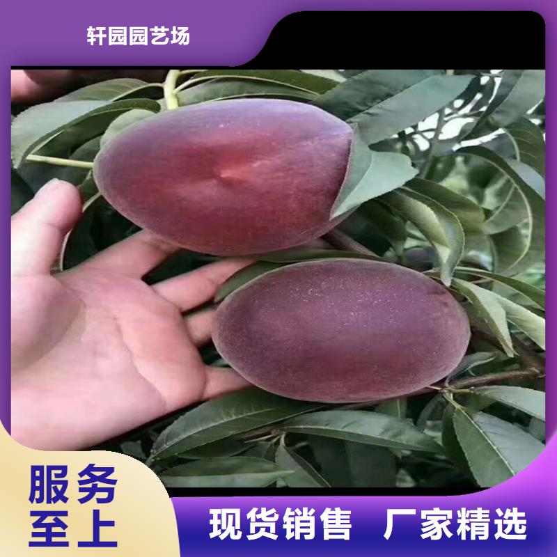 |万安|峡江|新余|上饶|宜春|九江|萍乡|抚州|景德镇轩园【桃】_樱桃苗发货及时