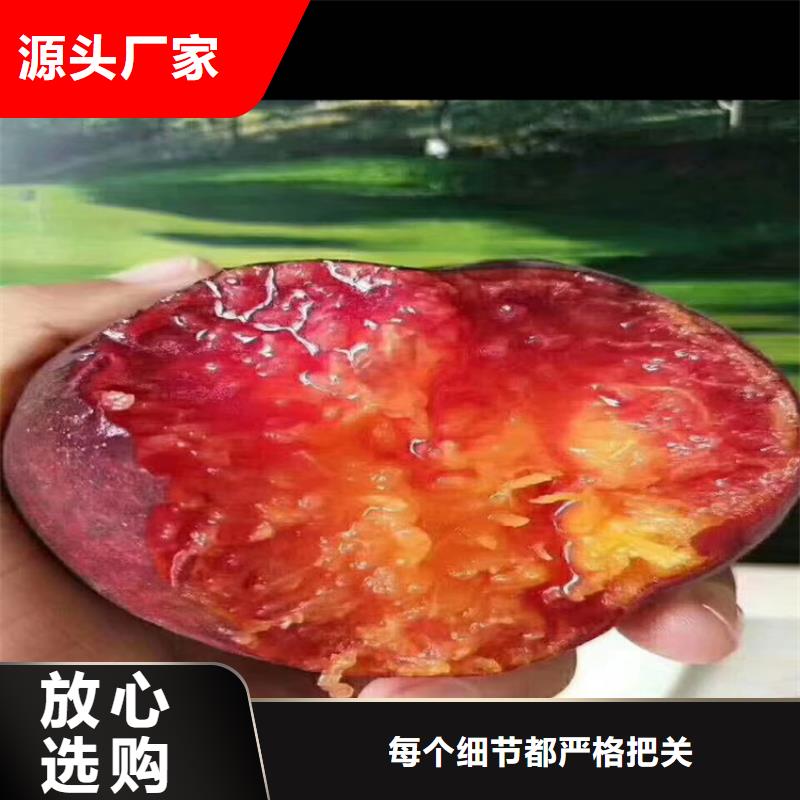 【桃】-蓝莓苗库存丰富同城供应商