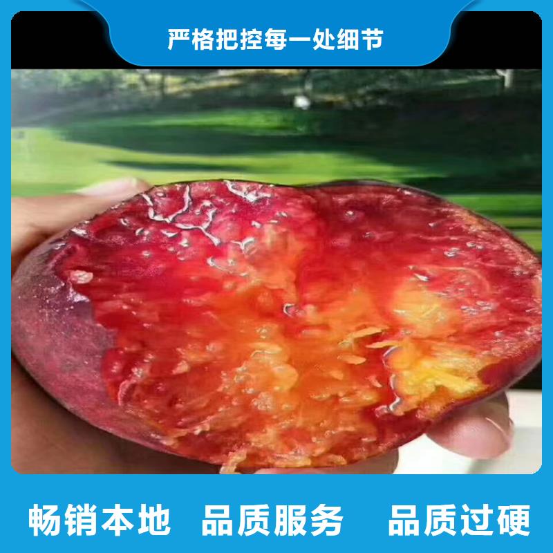 |万安|峡江|新余|上饶|宜春|九江|萍乡|抚州|景德镇轩园【桃】_樱桃苗发货及时