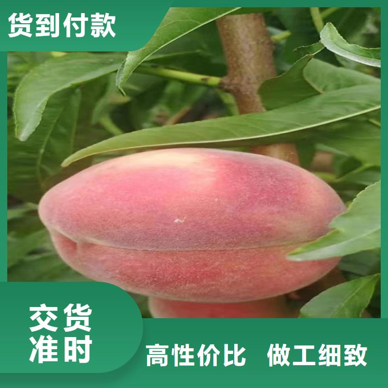 |万安|峡江|新余|上饶|宜春|九江|萍乡|抚州|景德镇轩园【桃】_樱桃苗发货及时