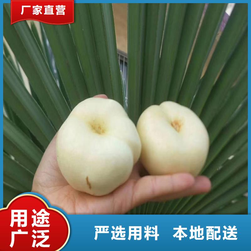 桃苹果苗实时报价