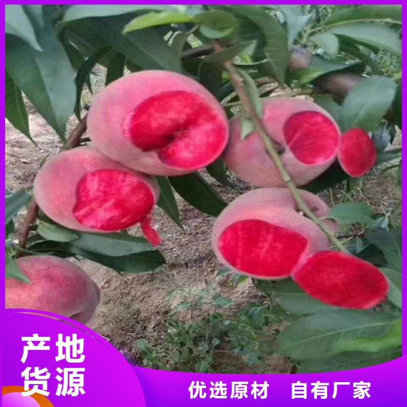 桃,樱桃苗质检合格发货