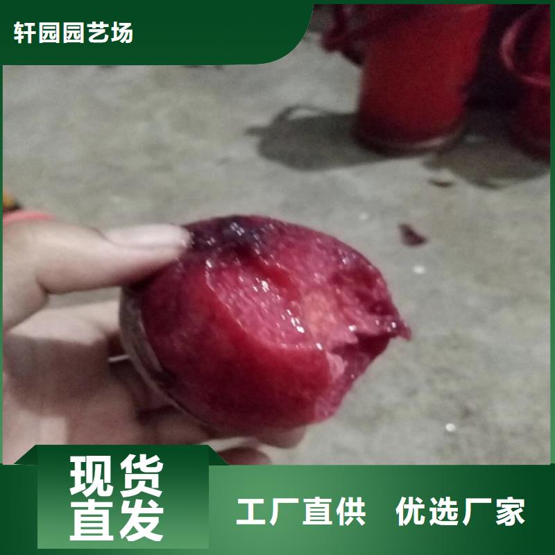 【桃】-蓝莓苗库存丰富同城供应商