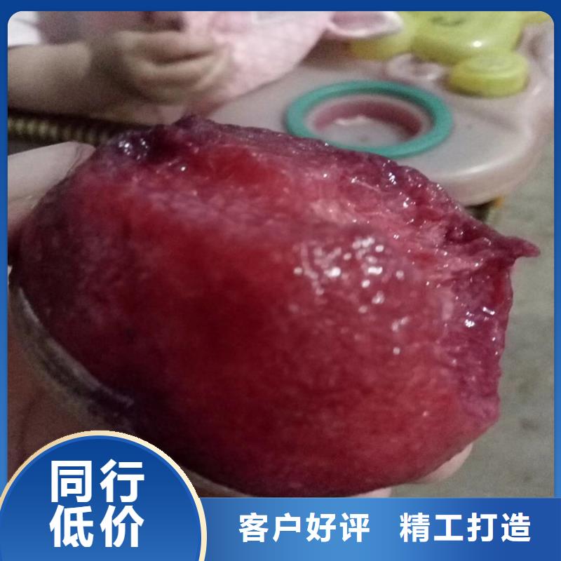 桃桃树苗生产经验丰富