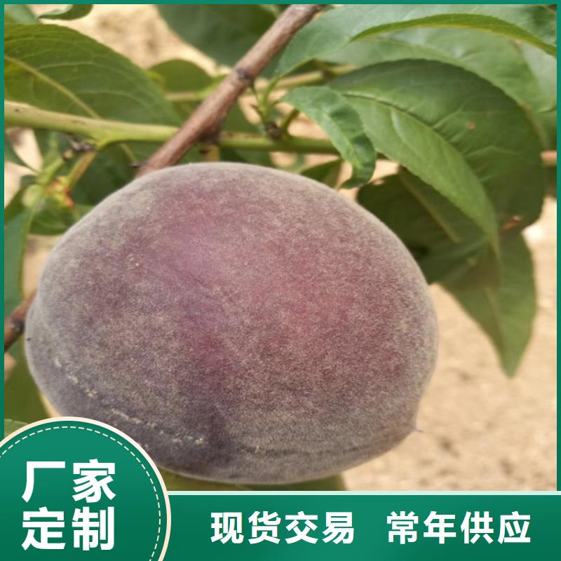 |滦南|丰润|张家口|邯郸|秦皇岛|承德|廊坊|邢台|保定轩园【 桃 杏树苗经验丰富品质可靠】