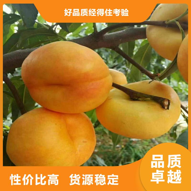 桃,樱桃苗质检合格发货