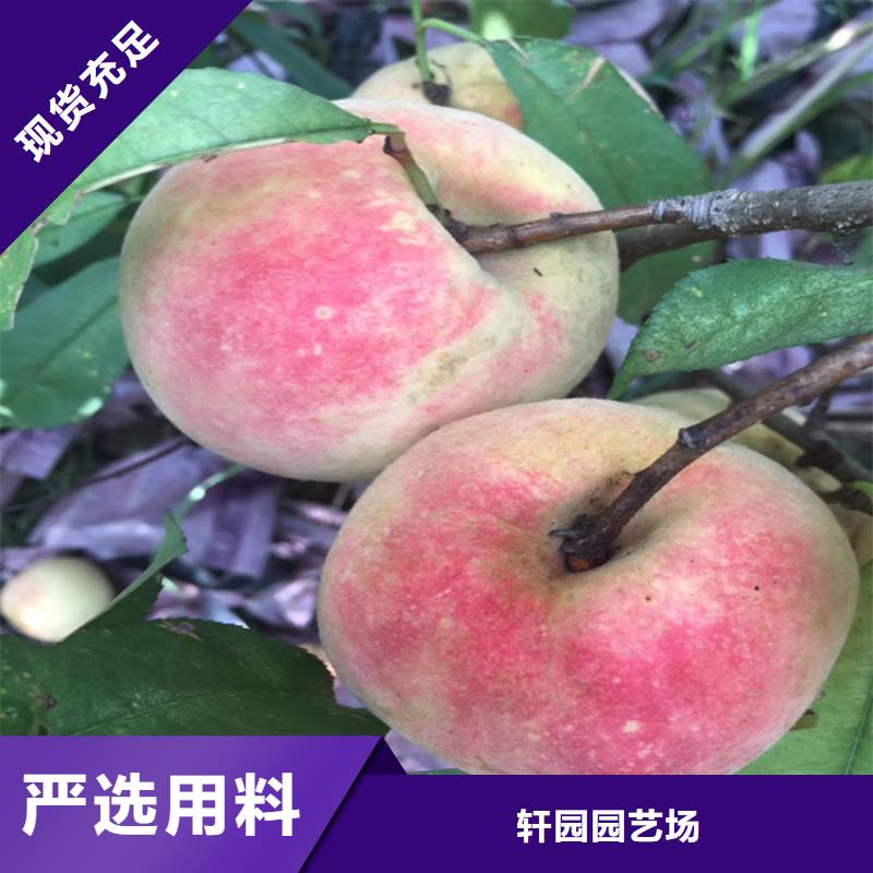 桃桃树苗生产经验丰富