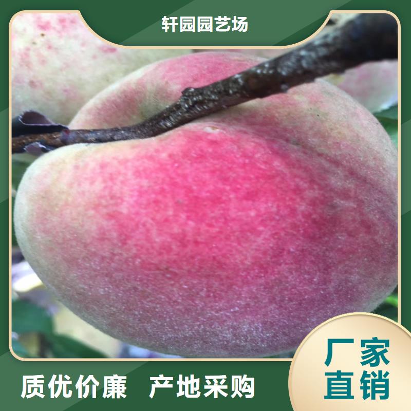 桃草莓苗每一处都是匠心制作