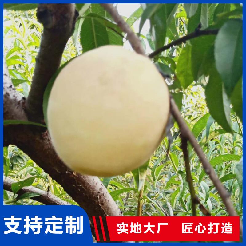 桃,樱桃苗质检合格发货