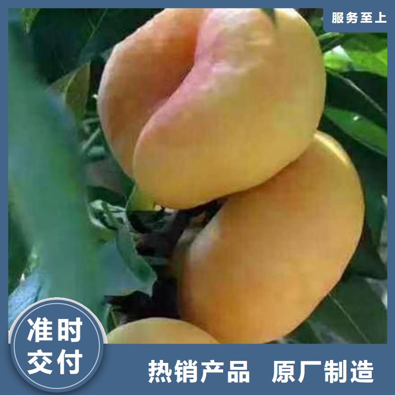桃草莓苗每一处都是匠心制作