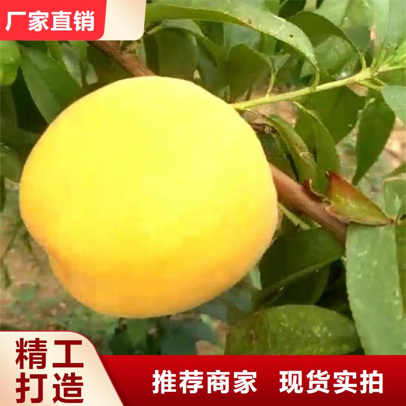 桃花椒苗多年厂家可靠
