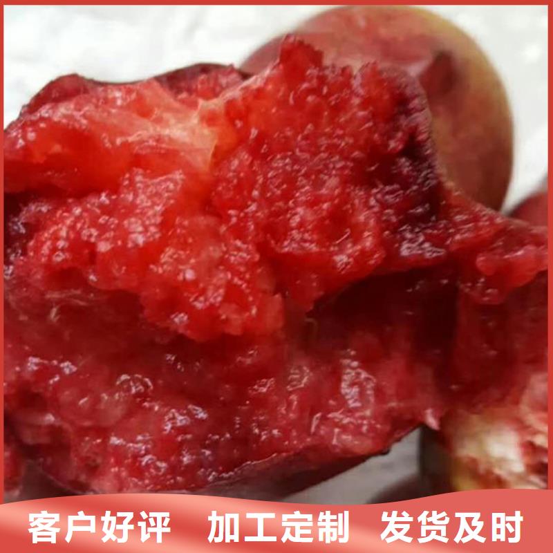 桃花椒苗多年厂家可靠