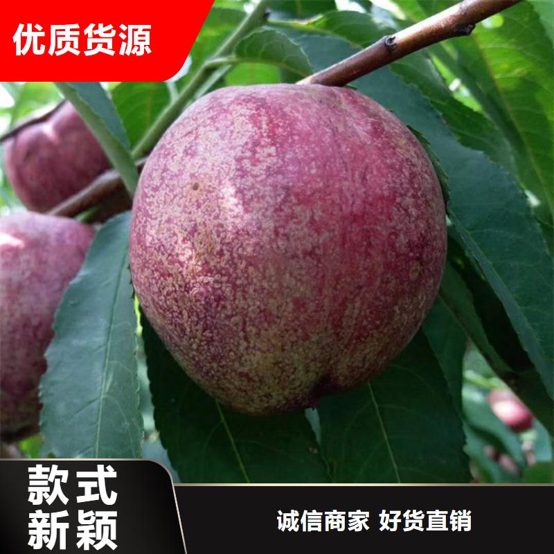 桃苹果苗实时报价