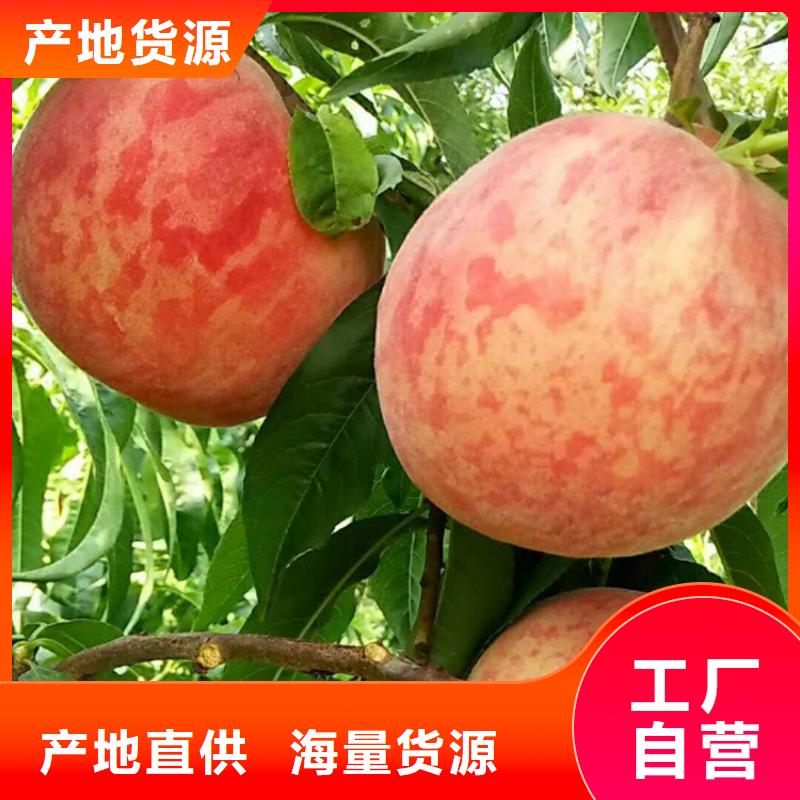 桃苹果苗实时报价