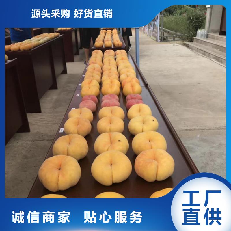 桃桃树苗生产经验丰富