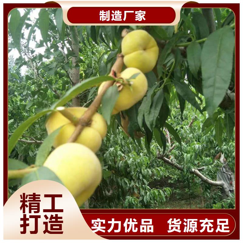 桃桃树苗生产经验丰富