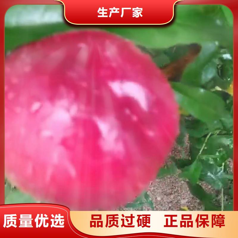 【桃】-蓝莓苗库存丰富同城供应商