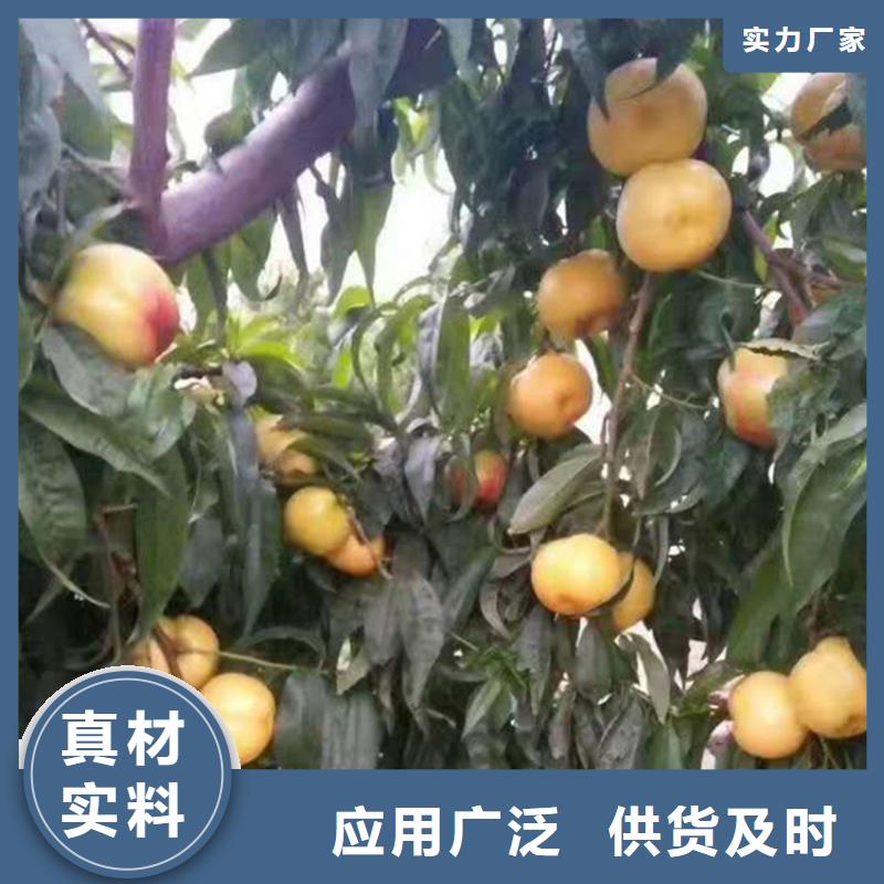 桃草莓苗每一处都是匠心制作