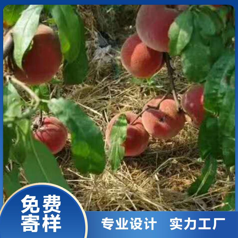 |滦南|丰润|张家口|邯郸|秦皇岛|承德|廊坊|邢台|保定轩园【 桃 杏树苗经验丰富品质可靠】
