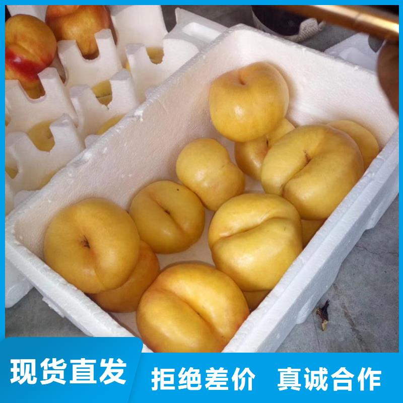 桃_红颜草莓快速生产