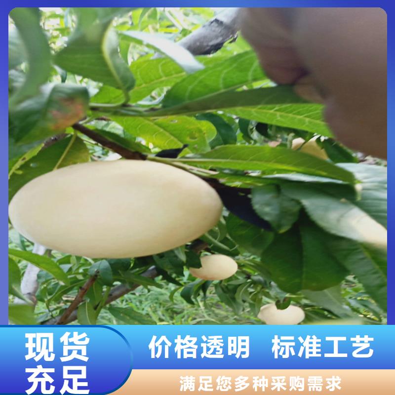 桃苹果苗实时报价